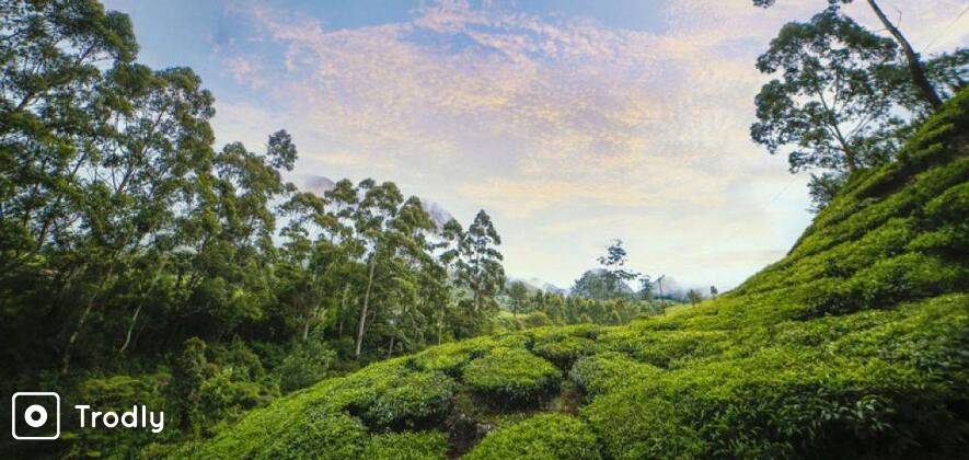 Munnar,Thekkady and Alleppey 5 Day Trip from Kochi with Stay