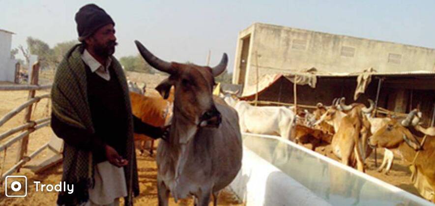 Jaipur Village Tour