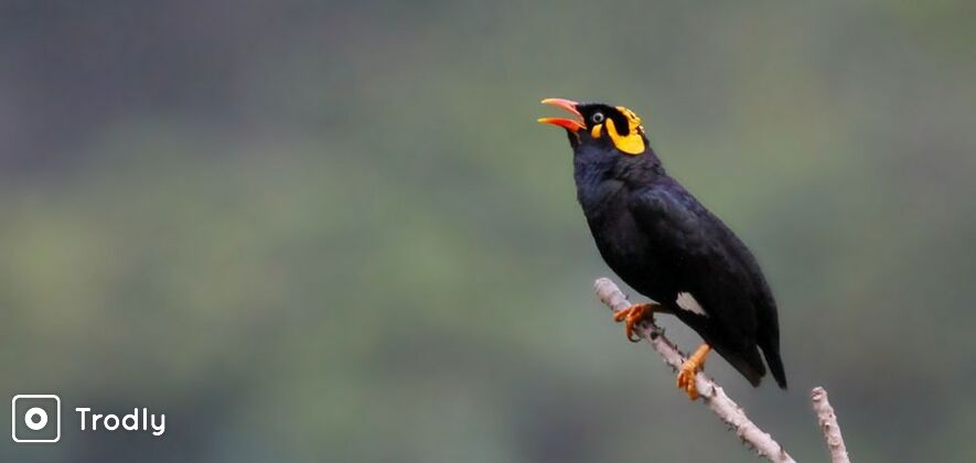 Bird Watching Tour in Sinharaja Rainforest