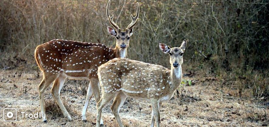 Bandipur and Nagarhole National Parks 3 Day Tour from Bangalore