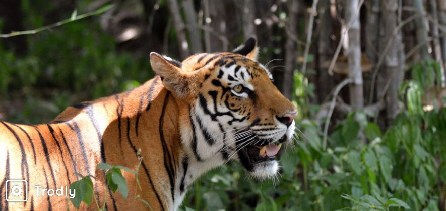 Bannerghatta National Park Day Tour with Bangalore Local Sightseeing
