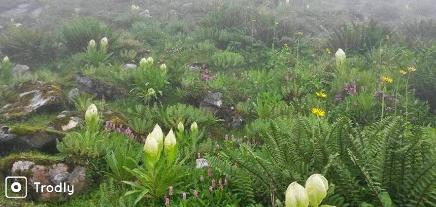 Valley of Flowers & Hemkund Trek