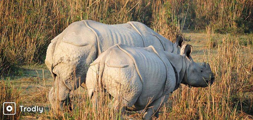Assam Wildlife Kaziranga National Park