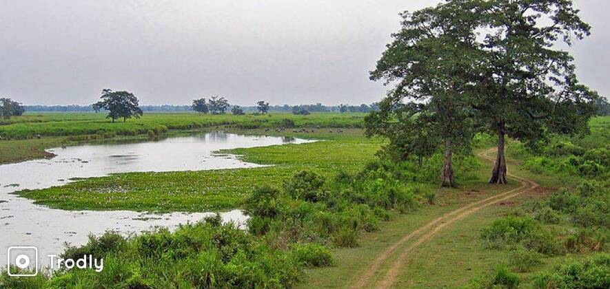 Assam Wildlife Kaziranga National Park
