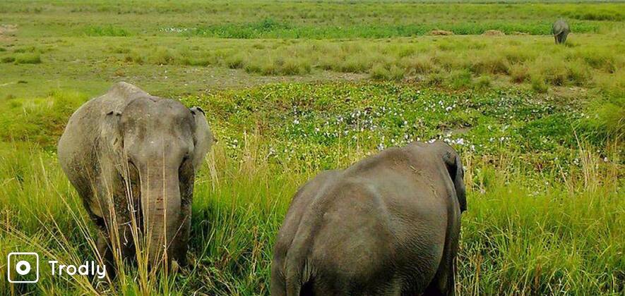 Assam Wildlife Kaziranga National Park