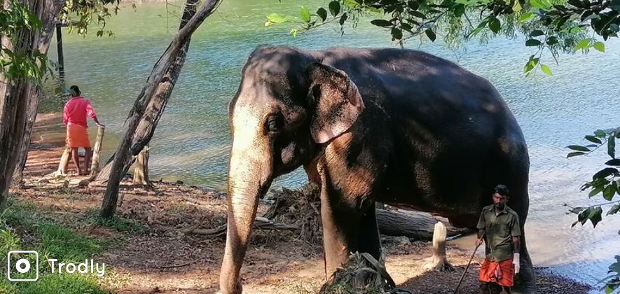 Kottur Elephant Centre and Neyyar Dam Day Tour from Thiruvananthapuram
