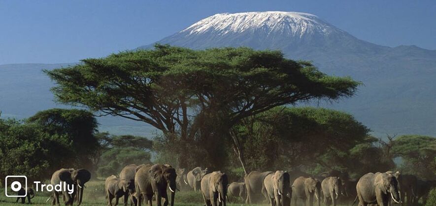 Masaimara/ Nakuru/ Amboseli 6 Days Shared Safari from Nairobi - Kenya