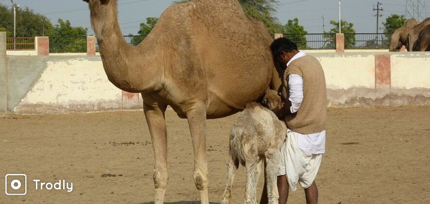 Karni Mata Rat Temple & National Camel Centre (Bikaner) from Jodhpur With drop at Bikaner