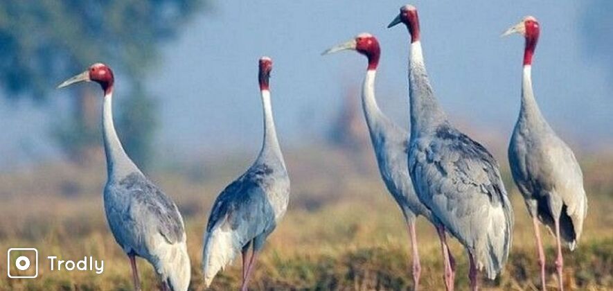 Chand Baori, Bharatpur Bird Sanctuary & Fatehpur Sikri Guided Tour from Jaipur