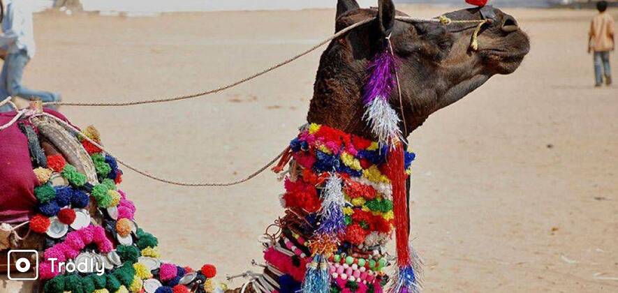 Pushkar Fair 2016
