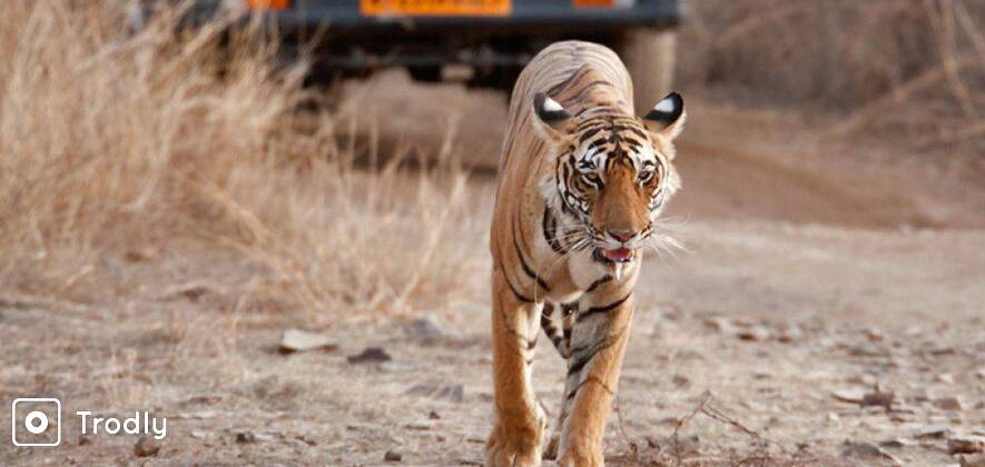 Ranthambore Wildlife Safari and Stay