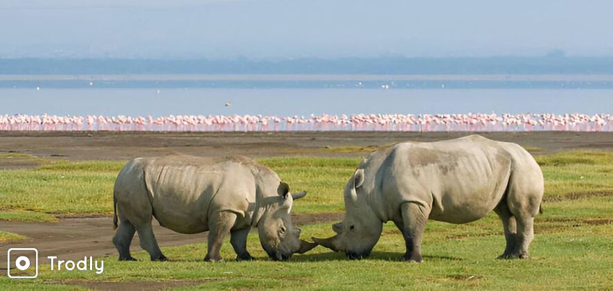 Lake Nakuru National Park Day Tour from Nairobi