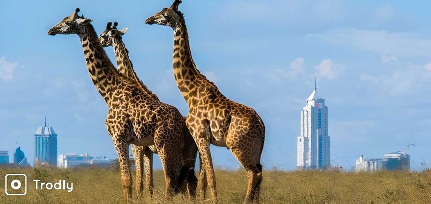 Nairobi National Park, Elephant Orphanage and Giraffe Center Day Tour