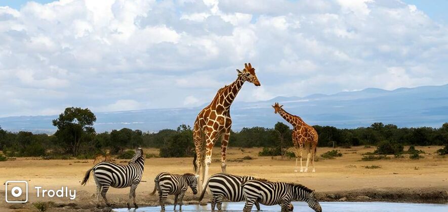 Ol Pejeta Conservancy Safari Half-Day Tour from Nanyuki