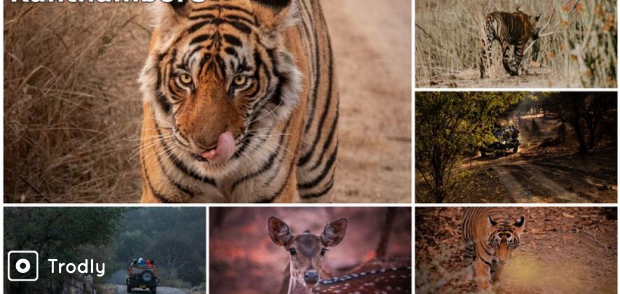 8-Day Golden Triangle Tour With Ranthambore Tiger Safari From Delhi