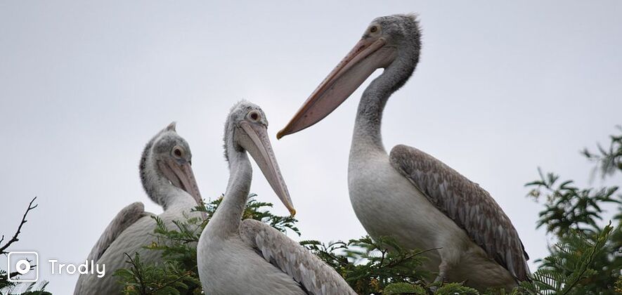 Kokkare Belluru Bird Sanctuary Day Trip from Bangalore City