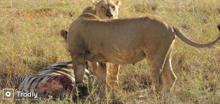 3 Days Jambo Mara 4x4 Wildlfe Safari