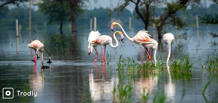 Bharatpur Bird Sanctuary Day Tour From Delhi