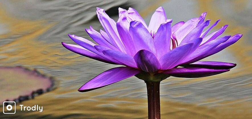 Yoga Retreat and Meditation Tour in Rishikesh