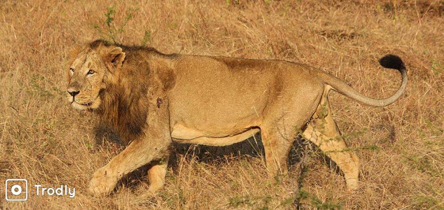 Gir National Park & Junagadh - Explore Beyond Lions