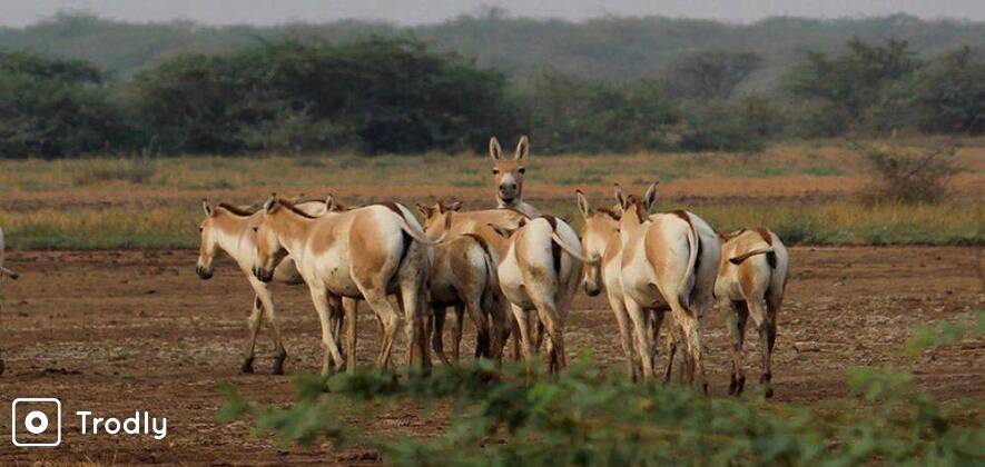 A Trip to Little Rann of Kutch