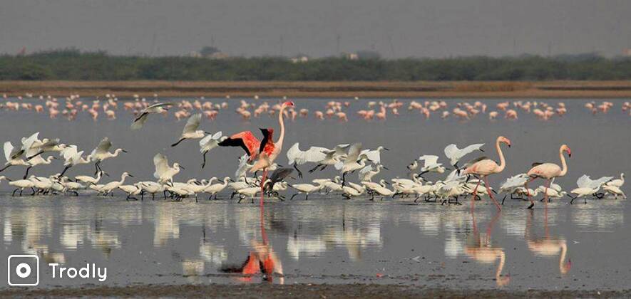 A Trip to Little Rann of Kutch