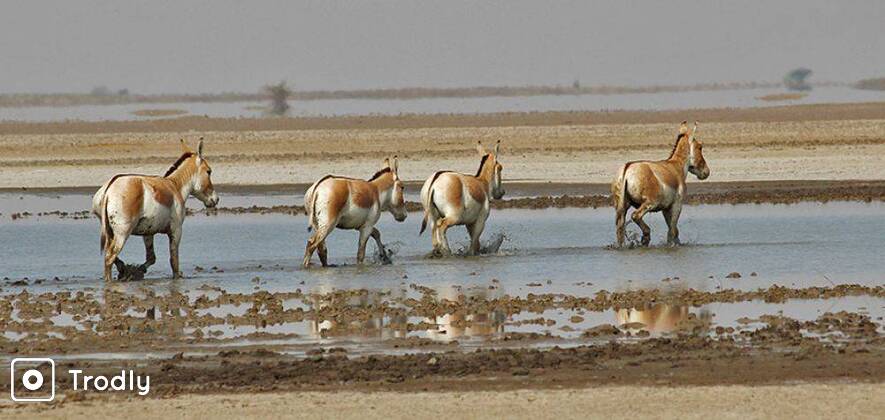 A Trip to Little Rann of Kutch
