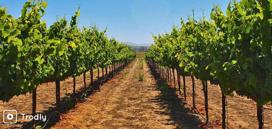 Nandi Hills Wine Tour - Weekdays