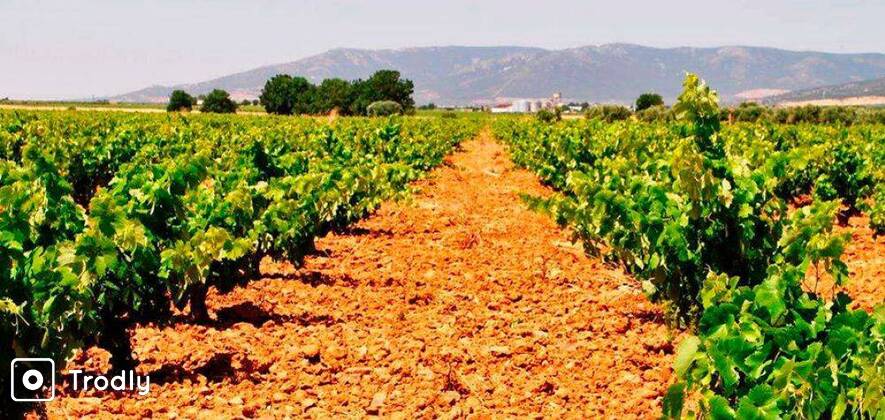 Nandi Hills Wine Tour - Weekdays