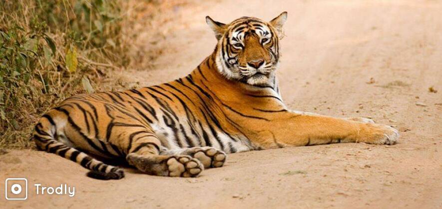 Ranthambhore Jeep Safari