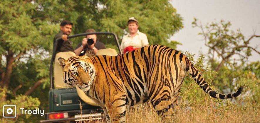 Ranthambhore Jeep Safari