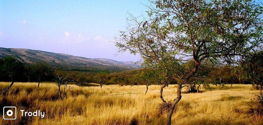 Ranthambore National Park Jeep Safari