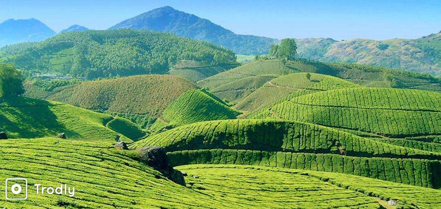 Munnar Honeymoon - 2 Nights/ 3 Days