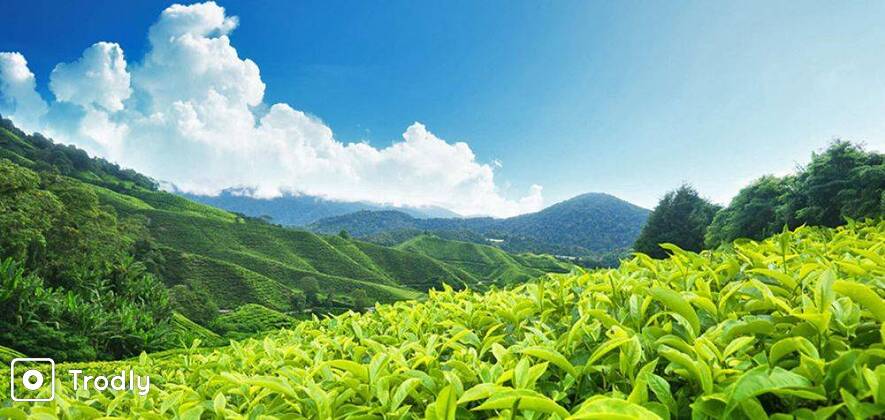 Munnar Honeymoon - 2 Nights/ 3 Days