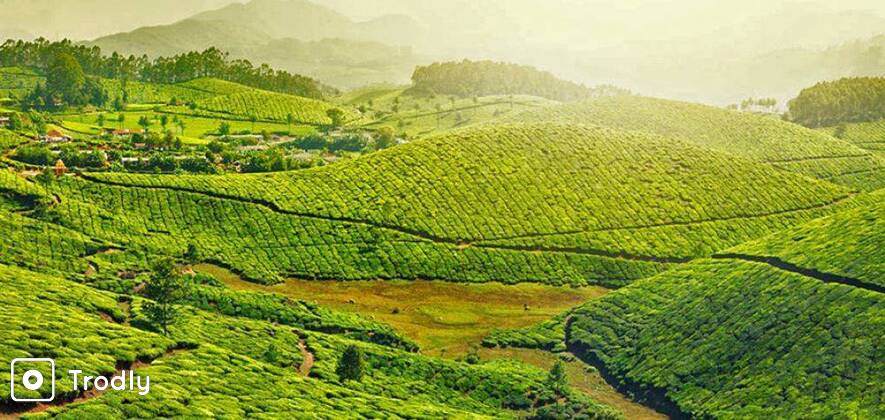 Munnar & Alleppey Houseboat Honeymoon - 3 Nights/ 4 Days