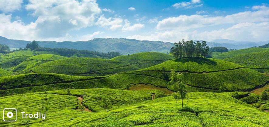 Munnar & Alleppey Houseboat Honeymoon - 3 Nights/ 4 Days