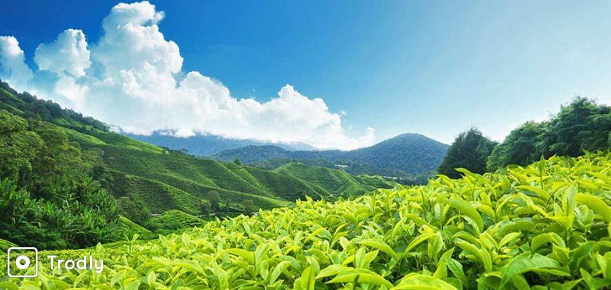 Munnar & Alleppey Houseboat Honeymoon - 3 Nights/ 4 Days