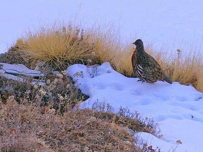 Chopta Chandrashila Trek From Dehradun