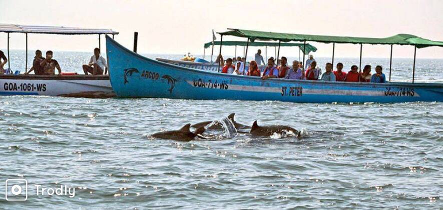 Dolphin Safari in North Goa