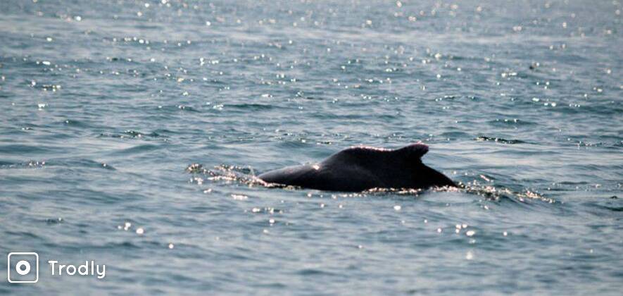Dolphin Safari in North Goa