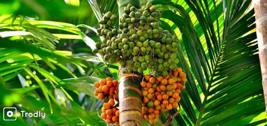 Dudhsagar Waterfall & Spice Plantation Tour in Goa