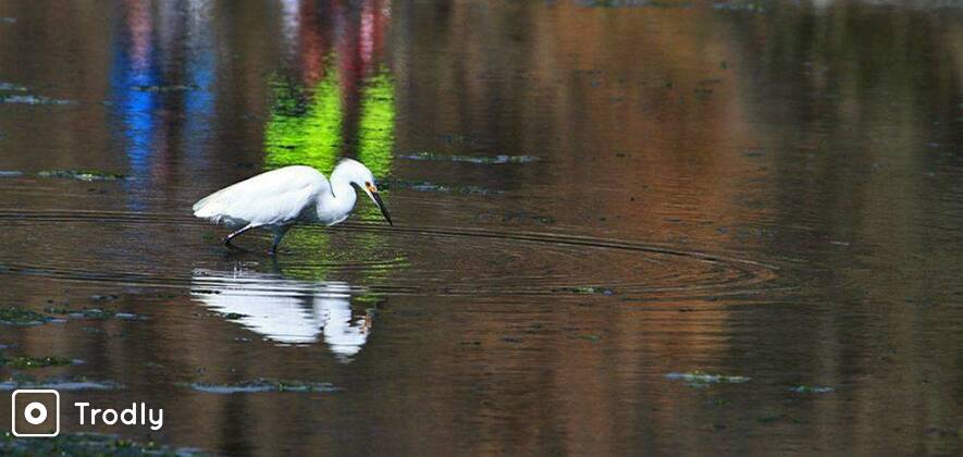 Crocodile & Bird Watching Wildlife Tour with Old Goa Churches