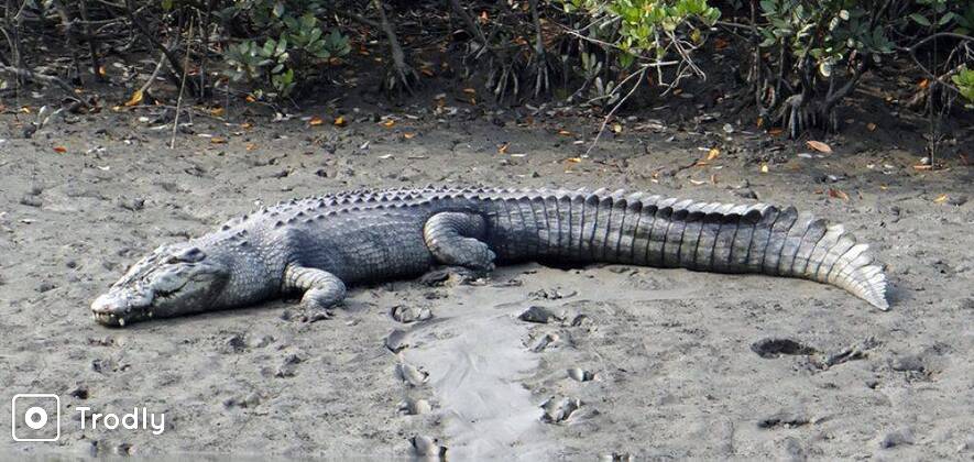 Crocodile & Bird Watching Wildlife Tour with Old Goa Churches