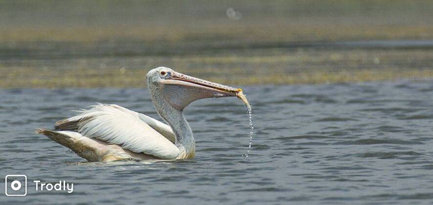 Crocodile & Bird Watching Wildlife Tour with Old Goa Churches
