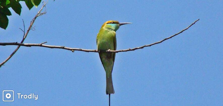 Crocodile & Bird Watching Wildlife Tour with Old Goa Churches