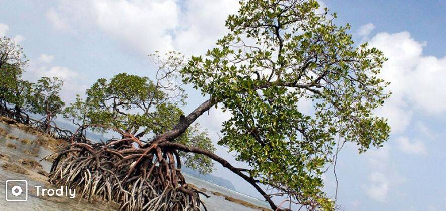Andaman Exotica: 7 Days Honeymoon Package