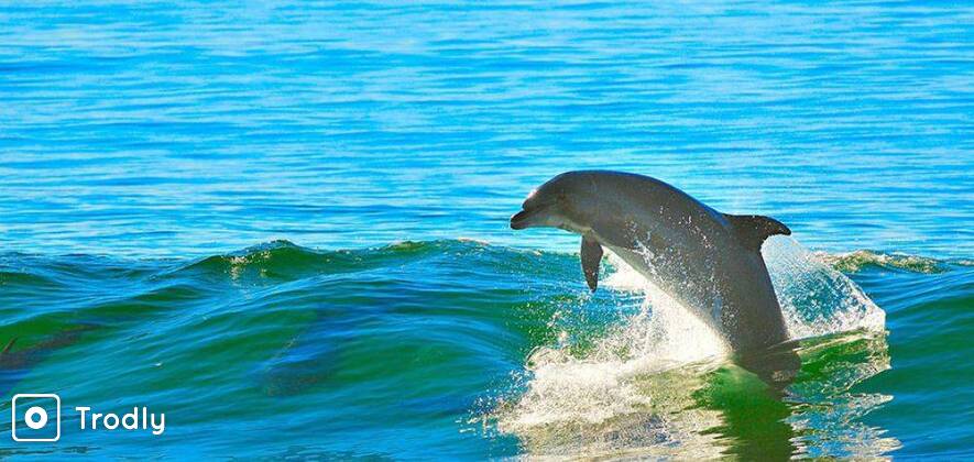 Goa Dolphin Cruise In A Private Boat for 2 Hours