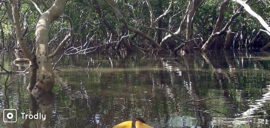 Kayak in Aguada Mangroves Goa