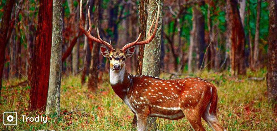 Wildlife Safari Tour to Pench National Park
