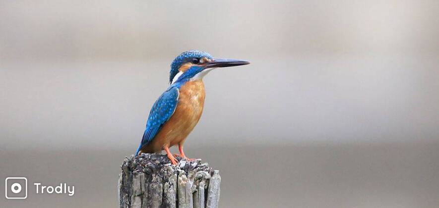 Bird Watching & Photography at Bhandup Pumping Station, Mumbai